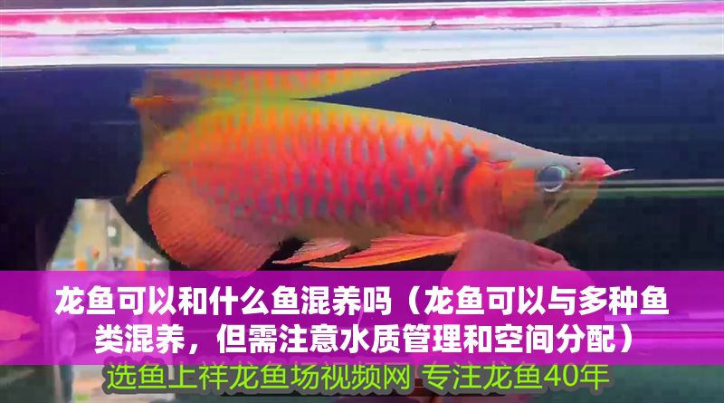 龍魚可以和什么魚混養嗎（龍魚可以與多種魚類混養，但需注意水質管理和空間分配）