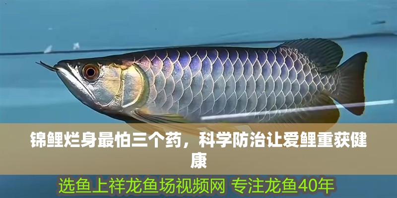 錦鯉爛身最怕三個藥，科學防治讓愛鯉重獲健康