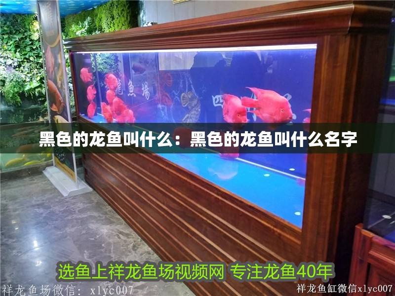 黑色的龍魚叫什么：黑色的龍魚叫什么名字