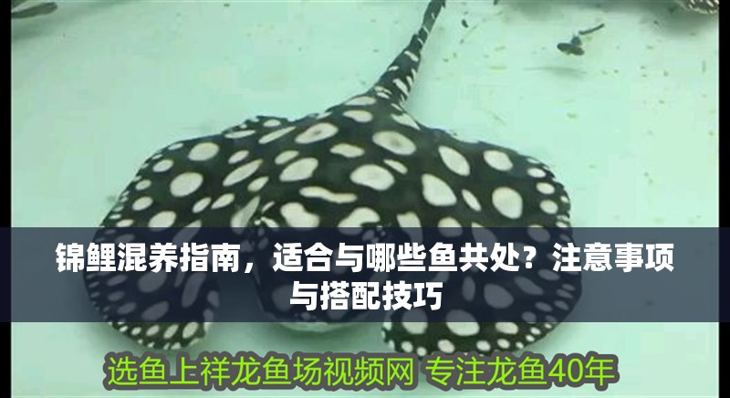 錦鯉混養(yǎng)指南，適合與哪些魚共處？注意事項與搭配技巧