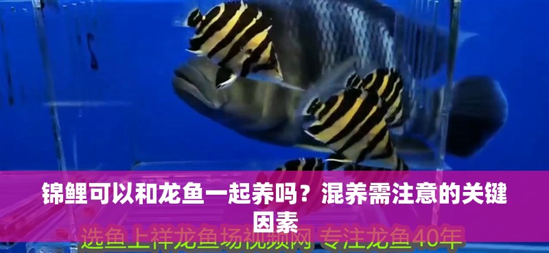 錦鯉可以和龍魚一起養嗎？混養需注意的關鍵因素