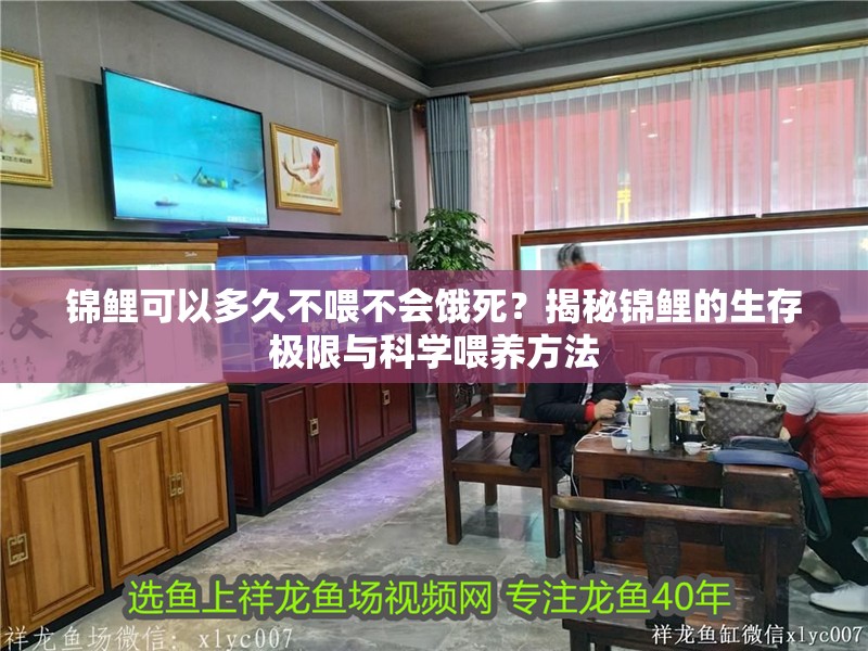 錦鯉可以多久不喂不會餓死？揭秘錦鯉的生存極限與科學喂養(yǎng)方法