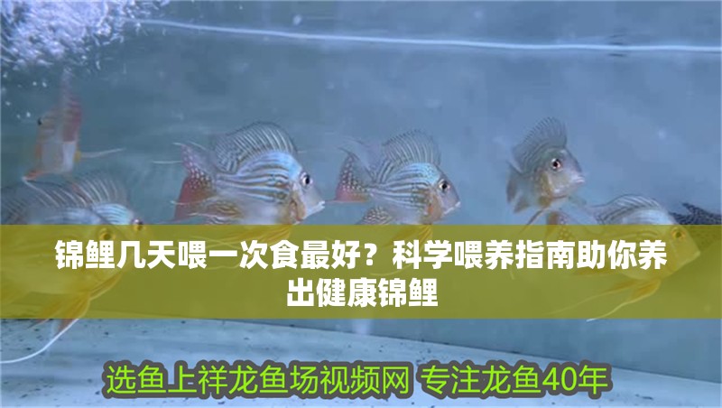 錦鯉幾天喂一次食最好？科學(xué)喂養(yǎng)指南助你養(yǎng)出健康錦鯉