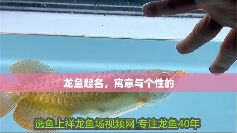 龍魚起名，寓意與個性的