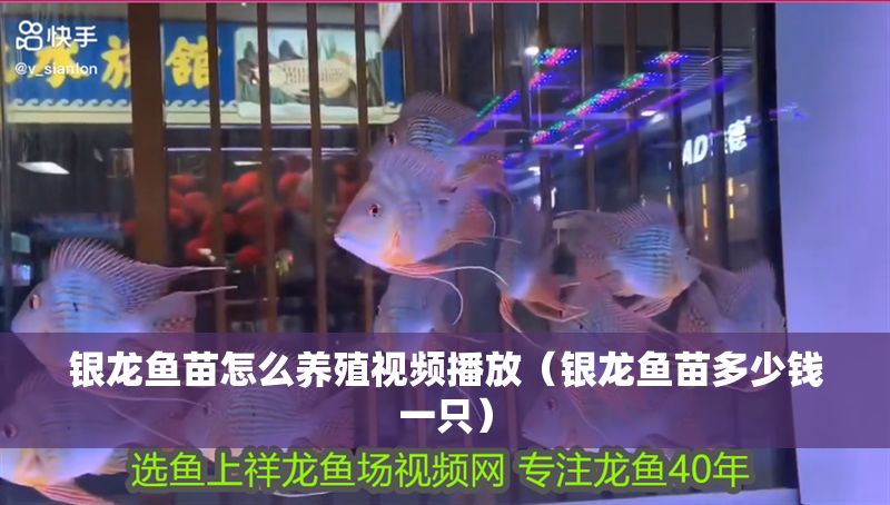 銀龍魚(yú)苗怎么養(yǎng)殖視頻播放（銀龍魚(yú)苗多少錢(qián)一只）