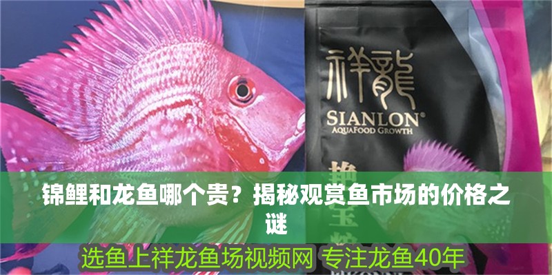 錦鯉和龍魚哪個貴？揭秘觀賞魚市場的價格之謎