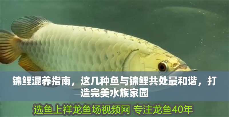 錦鯉混養指南，這幾種魚與錦鯉共處最和諧，打造完美水族家園