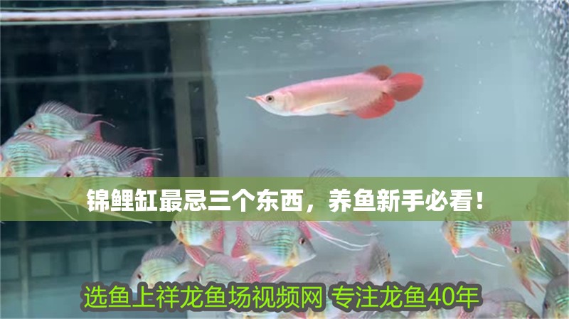 錦鯉缸最忌三個東西，養(yǎng)魚新手必看！