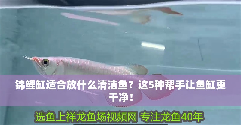 錦鯉缸適合放什么清潔魚?這5種幫手讓魚缸更干凈! 龍魚百科 第2張 錦鯉缸適合放什么清潔魚?這5種幫手讓魚缸更干凈! 錦鯉缸適合放什么清潔魚?這5種幫手讓魚缸更干凈! 龍魚百科 第2張