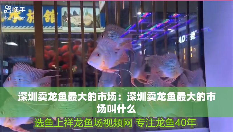 深圳賣龍魚最大的市場：深圳賣龍魚最大的市場叫什么