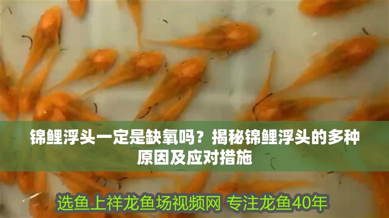 錦鯉浮頭一定是缺氧嗎？揭秘錦鯉浮頭的多種原因及應對措施