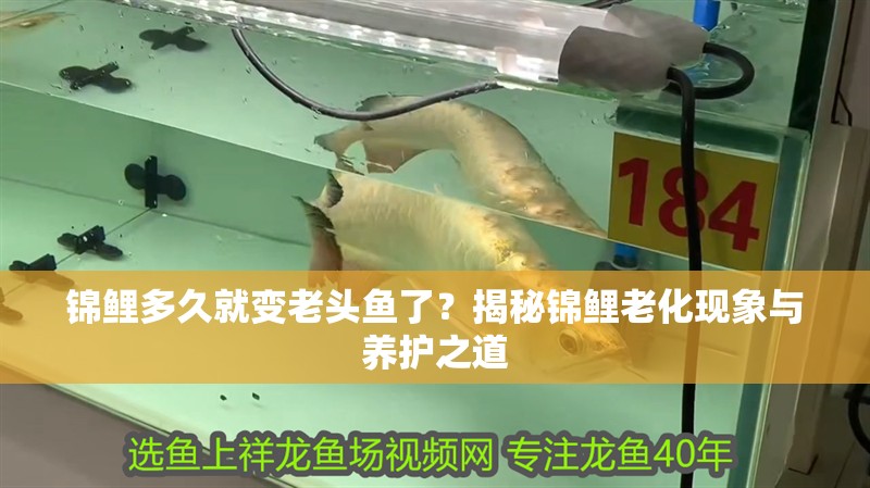 錦鯉多久就變老頭魚了？揭秘錦鯉老化現象與養護之道
