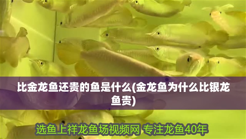 比金龍魚還貴的魚是什么(金龍魚為什么比銀龍魚貴)