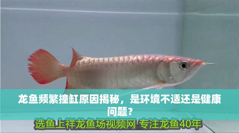 龍魚頻繁撞缸原因揭秘，是環(huán)境不適還是健康問題？