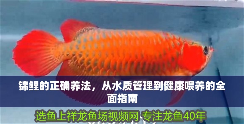錦鯉的正確養法，從水質管理到健康喂養的全面指南 錦鯉的正確養法，從水質管理到健康喂養的全面指南 龍魚百科 第2張