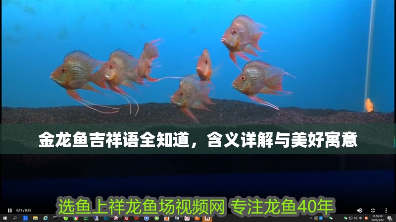 金龍魚吉祥語全知道，含義詳解與美好寓意