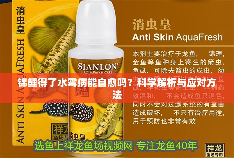 錦鯉得了水霉病能自愈嗎？科學解析與應對方法