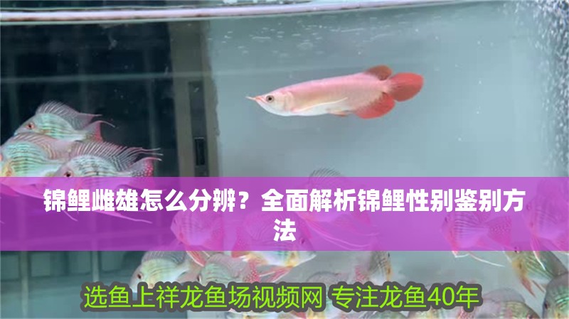 錦鯉雌雄怎么分辨？全面解析錦鯉性別鑒別方法