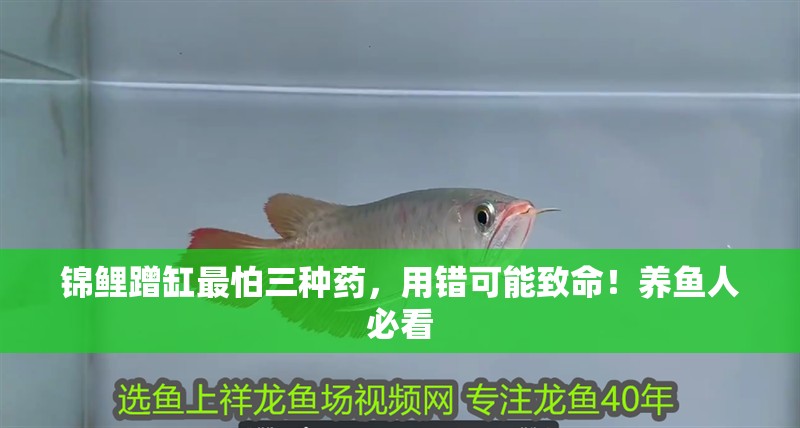 錦鯉蹭缸最怕三種藥，用錯可能致命！養魚人必看