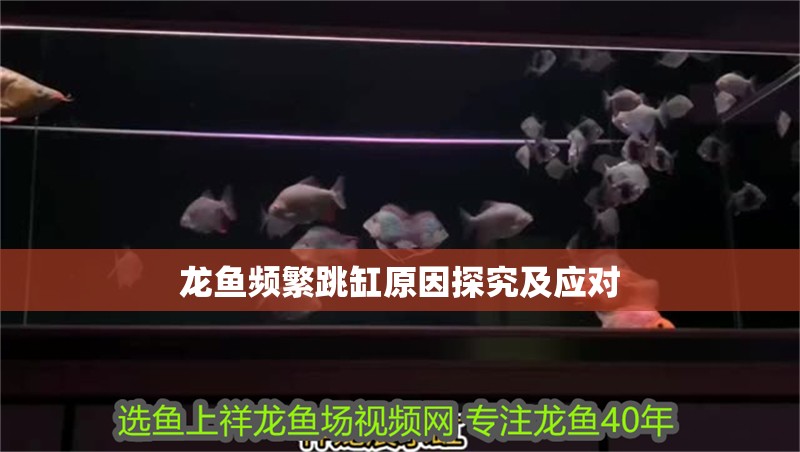 龍魚頻繁跳缸原因探究及應(yīng)對