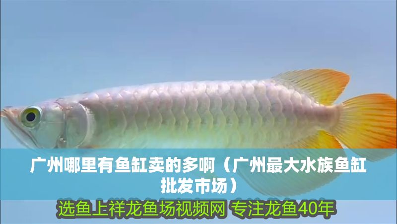 廣州哪里有魚缸賣的多啊（廣州最大水族魚缸批發市場）