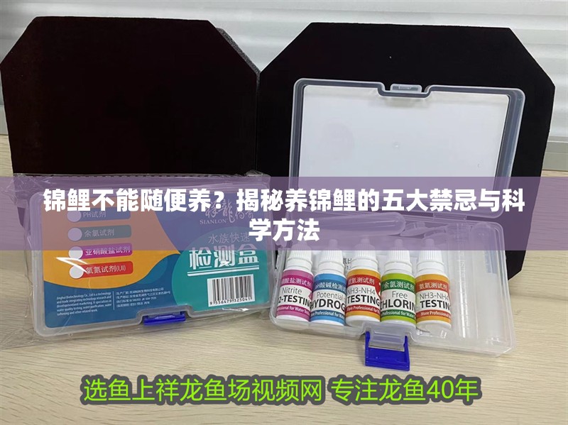 錦鯉不能隨便養？揭秘養錦鯉的五大禁忌與科學方法
