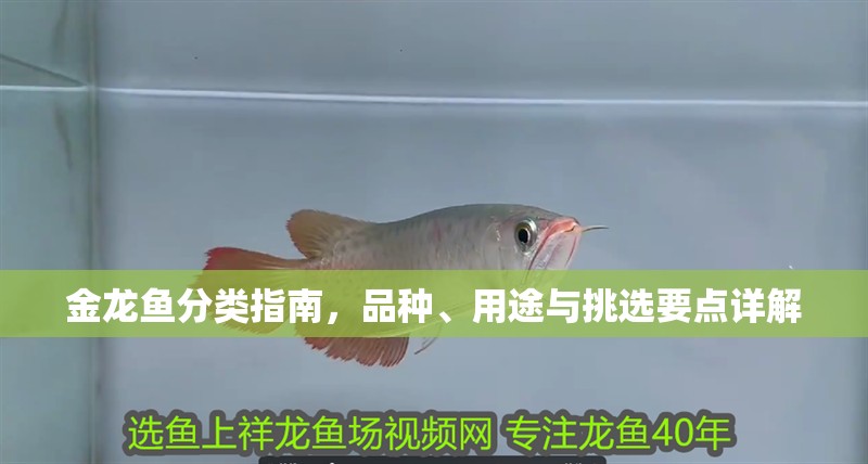 金龍魚分類指南，品種、用途與挑選要點(diǎn)詳解