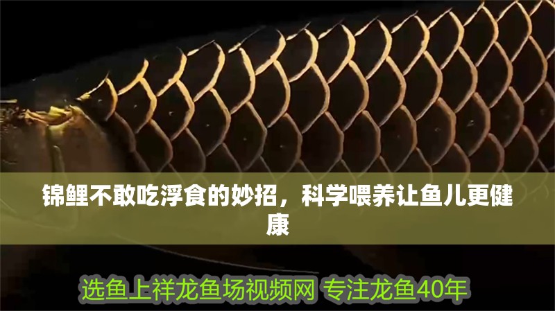 錦鯉不敢吃浮食的妙招，科學(xué)喂養(yǎng)讓魚兒更健康