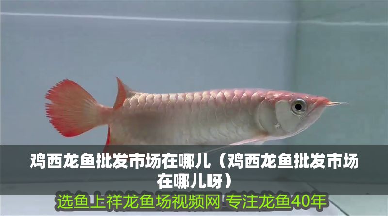 雞西龍魚批發市場在哪兒（雞西龍魚批發市場在哪兒呀）