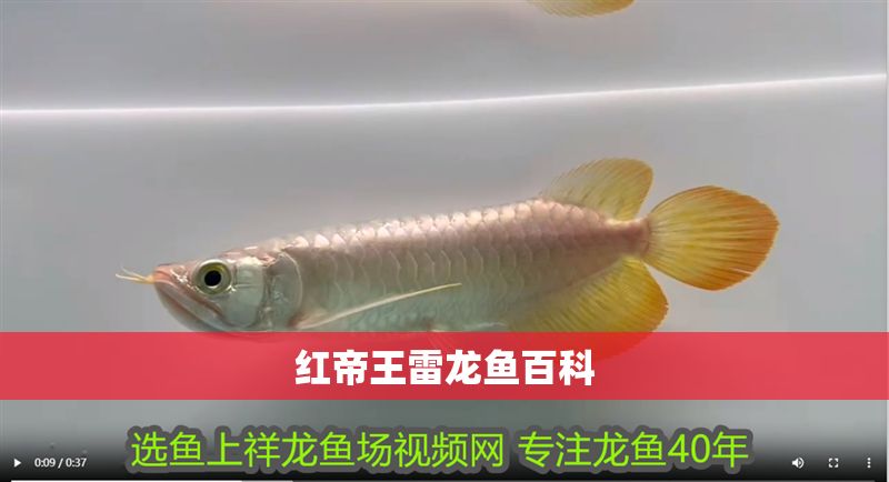 紅帝王雷龍魚百科