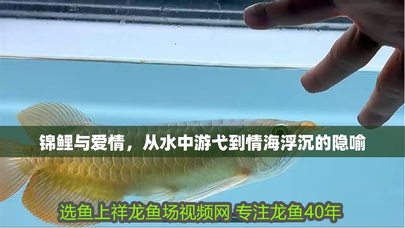 錦鯉與愛情，從水中游弋到情海浮沉的隱喻