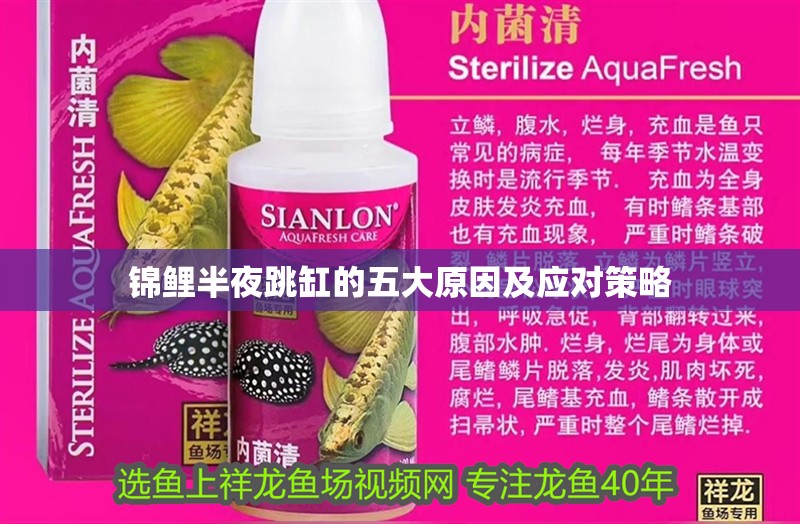錦鯉半夜跳缸的五大原因及應對策略