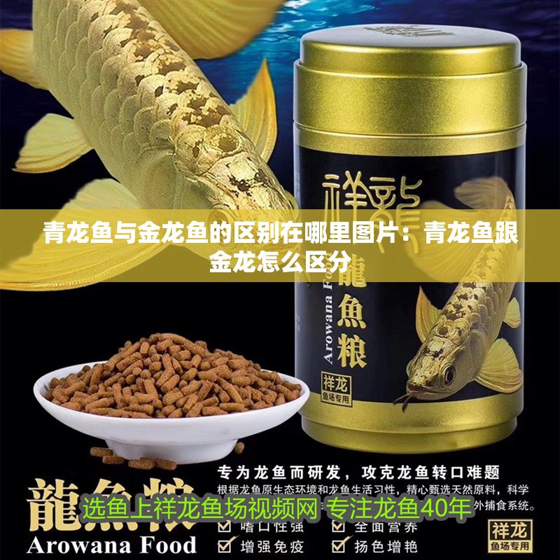 青龍魚與金龍魚的區別在哪里圖片：青龍魚跟金龍怎么區分 青龍魚與金龍魚的區別在哪里圖片：青龍魚跟金龍怎么區分 龍魚百科 第1張