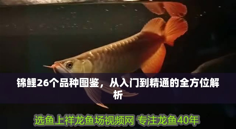 錦鯉26個品種圖鑒，從入門到精通的全方位解析