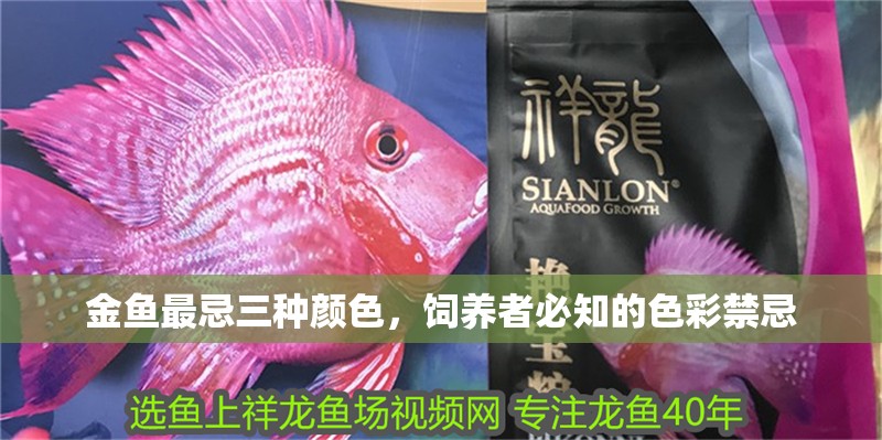金魚最忌三種顏色，飼養者必知的色彩禁忌