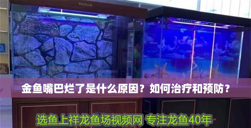 金魚嘴巴爛了是什么原因？如何治療和預防？