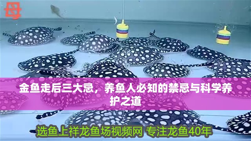 金魚(yú)走后三大忌，養(yǎng)魚(yú)人必知的禁忌與科學(xué)養(yǎng)護(hù)之道