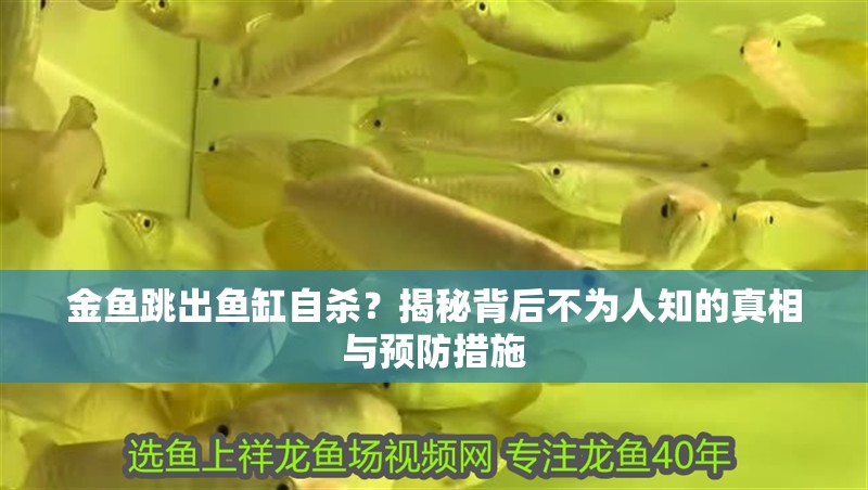 金魚(yú)跳出魚(yú)缸自殺？揭秘背后不為人知的真相與預(yù)防措施