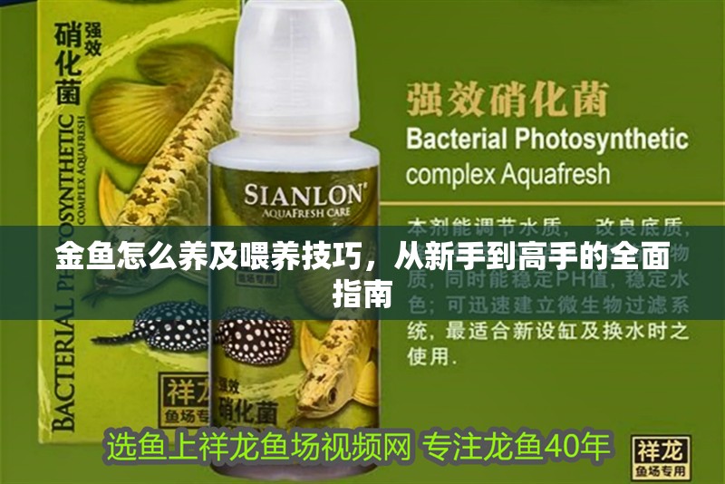 金魚怎么養(yǎng)及喂養(yǎng)技巧，從新手到高手的全面指南