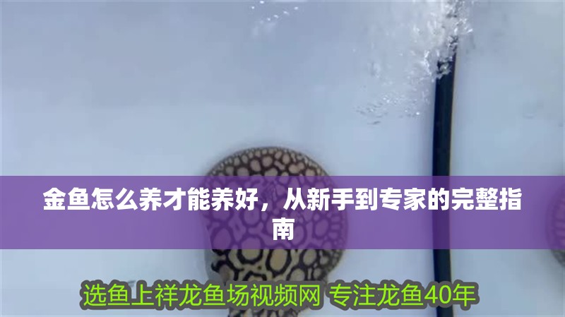 金魚怎么養才能養好，從新手到專家的完整指南