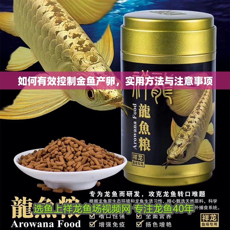 如何有效控制金魚產卵，實用方法與注意事項
