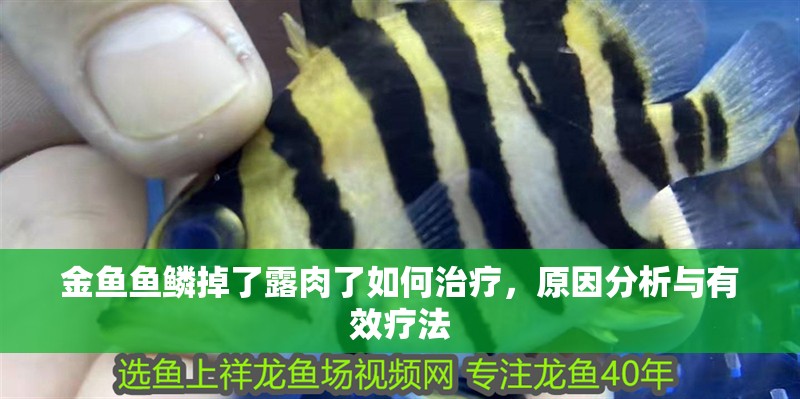 金魚魚鱗掉了露肉了如何治療，原因分析與有效療法