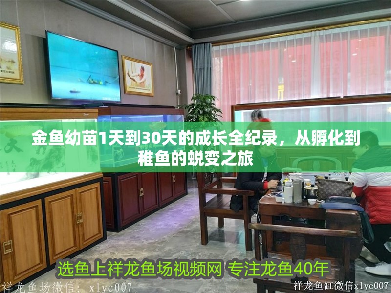 金魚幼苗1天到30天的成長全紀錄，從孵化到稚魚的蛻變之旅