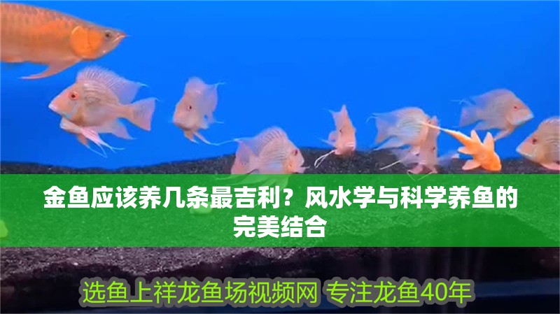 金魚應(yīng)該養(yǎng)幾條最吉利？風(fēng)水學(xué)與科學(xué)養(yǎng)魚的完美結(jié)合 金魚應(yīng)該養(yǎng)幾條最吉利？風(fēng)水學(xué)與科學(xué)養(yǎng)魚的完美結(jié)合 龍魚百科 第1張
