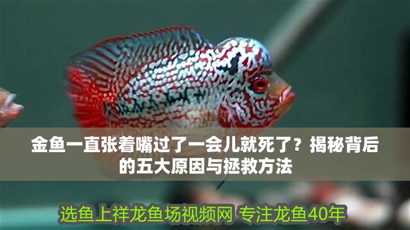 金魚一直張著嘴過了一會兒就死了？揭秘背后的五大原因與拯救方法