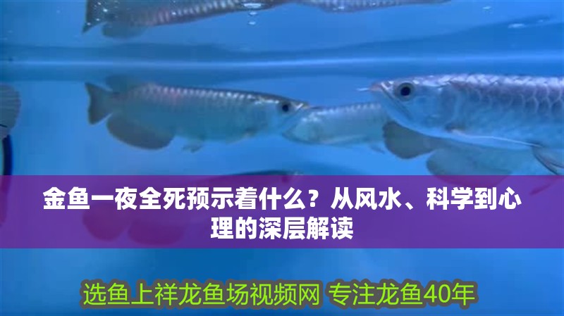 金魚一夜全死預示著什么？從風水、科學到心理的深層解讀