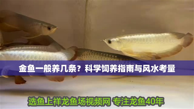 金魚一般養(yǎng)幾條?科學(xué)飼養(yǎng)指南與風(fēng)水考量