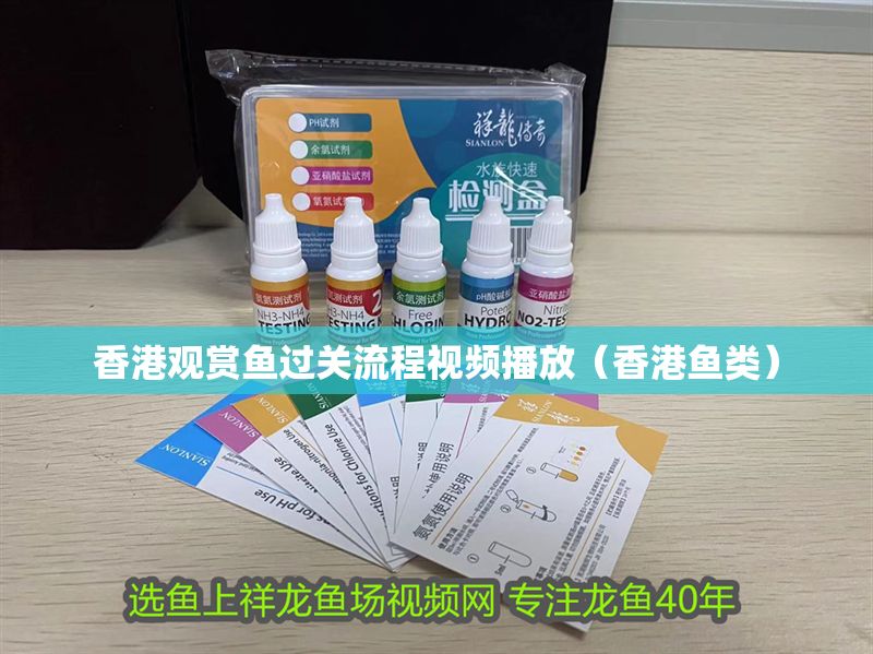 香港觀賞魚過關流程視頻播放（香港魚類）