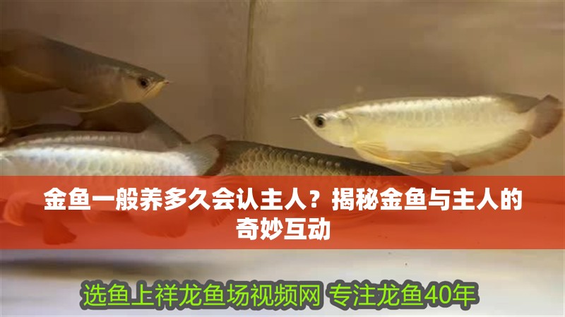 金魚一般養多久會認主人？揭秘金魚與主人的奇妙互動
