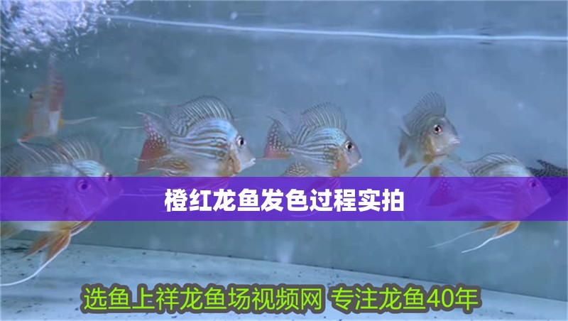 橙紅龍魚發(fā)色過(guò)程實(shí)拍